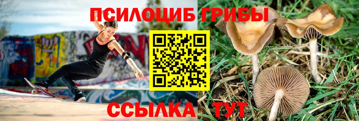 Псилоцибиновые грибы прущие грибы  как найти закладки  Вход с VPN  Тулун  Псилоцибиновые грибы мухоморы 